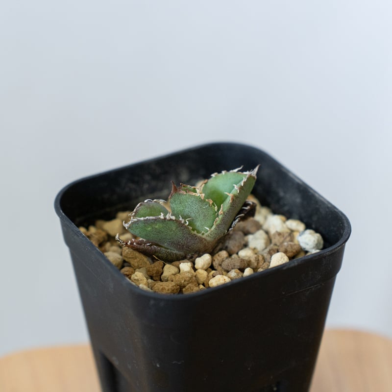 アガベ チタノタ 皇冠 TC【発根管理中】 Agave titanota Crown クラウン