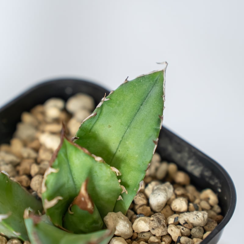 アガベ チタノタ 白犀牛 シロサイ TC株 Agave titanota White Rhin