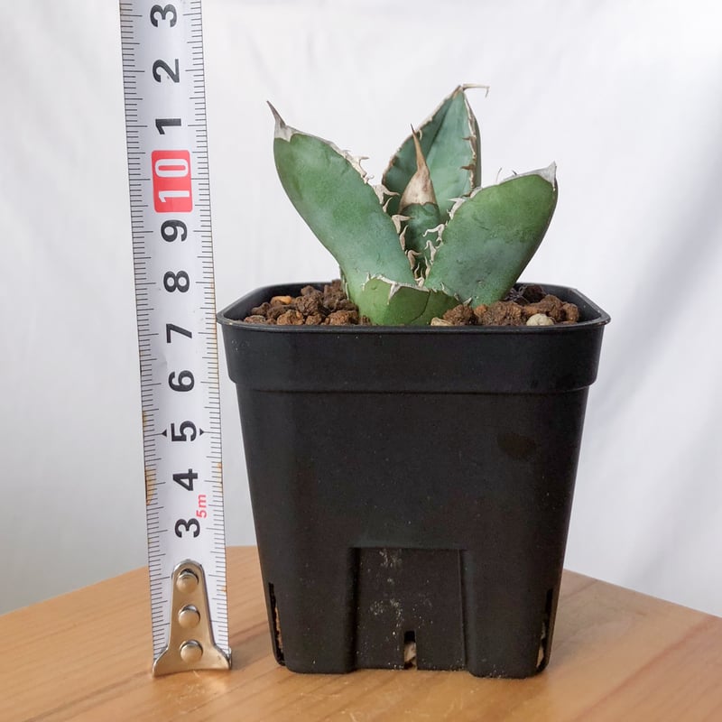 アガベ チタノタ 大白鯊 ホオジロザメ TC株 Agave titanota great w