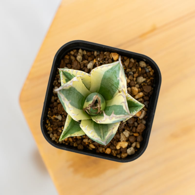 アガベ チタノタ スナグルトゥース OC株 美株 Agave titanota Snaggle