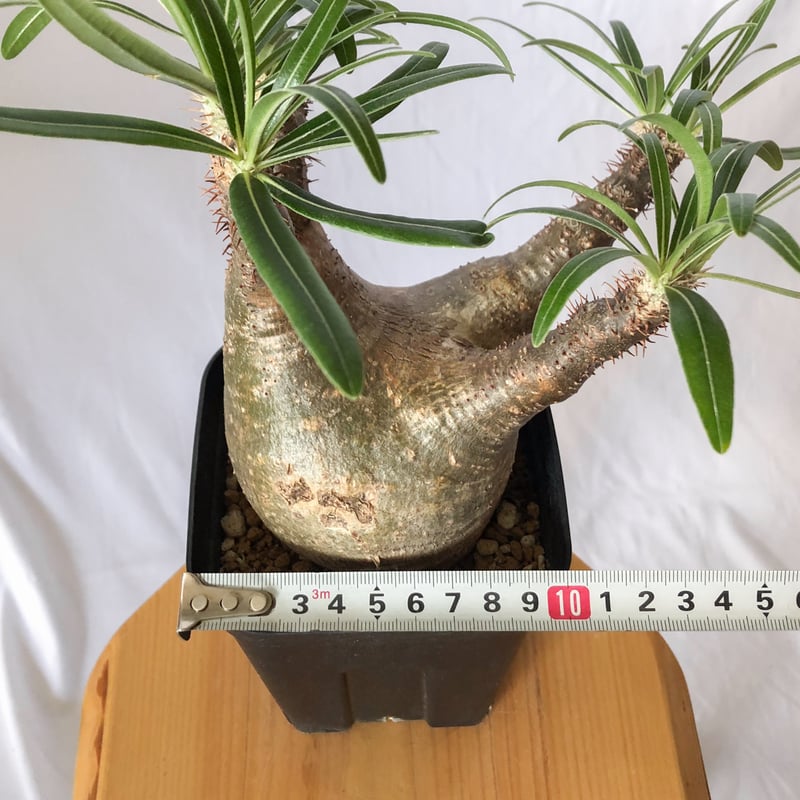 パキポディウム グラキリス pachypodhium Gracilius 塊根植物