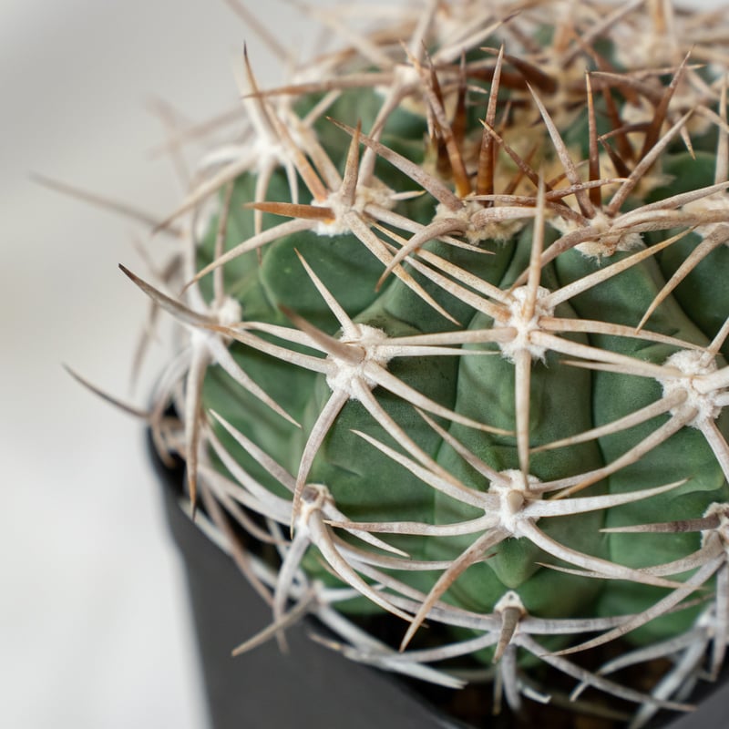 ギムノカリキウム フェロシオール 美株 実生 Gymnocalycium hybopleuru