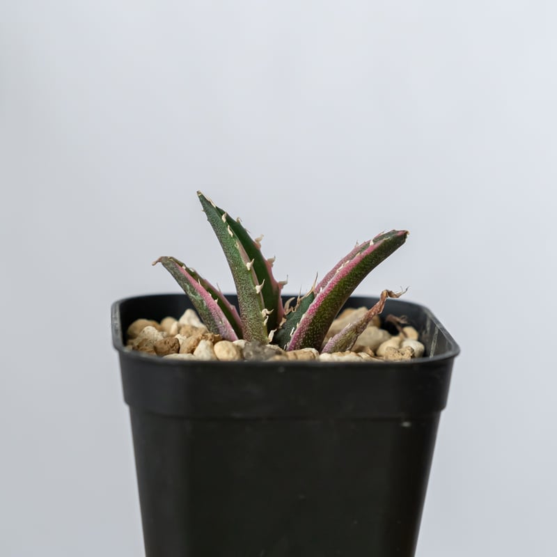 アガベ チタノタ 白鯨 白鯨錦 白覆輪 Agave titanota White Whale