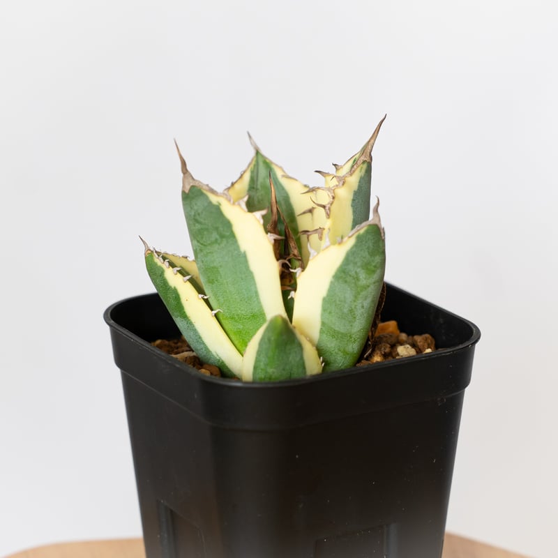 アガベ チタノタ スナグルトゥース OC株 美株 Agave titanota Snaggle