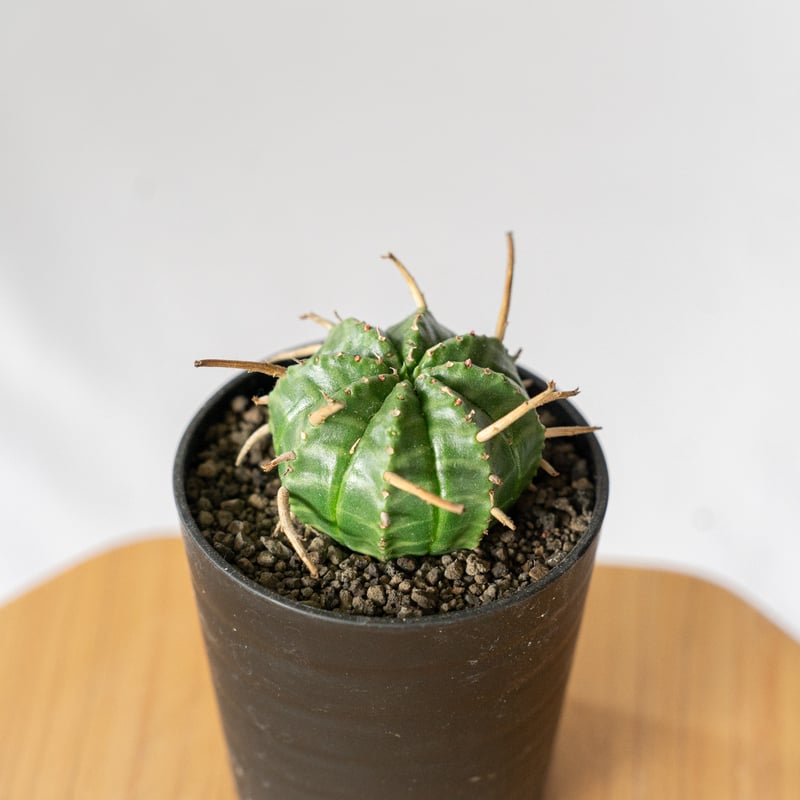 ユーフォルビア バリダ Euphorbia Valida 多肉植物 珍奇植物 ANTIDOTE