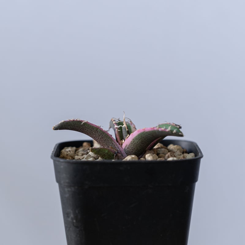 アガベ チタノタ シーザー 白覆輪【発根管理中】 TC Agave titanota