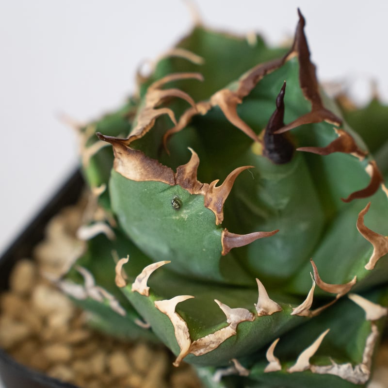 アガベ チタノタ 魔丸 美株 OC株 agave titanota imps 多肉植物 珍奇植