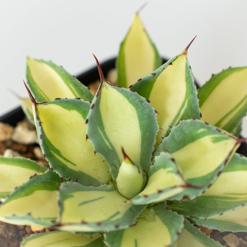 アガベ チタノタ 吉祥冠錦 OC株【発根管理中】斑入り Agave potatorum