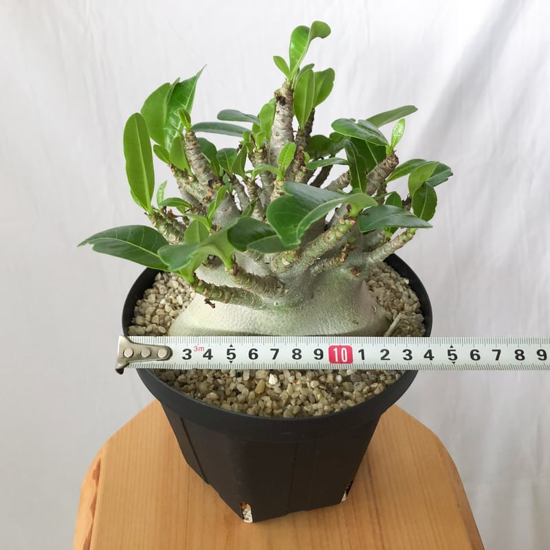 アデニウム アラビカム ブラックスキン 大株 輸入株 Adenium Arabicum