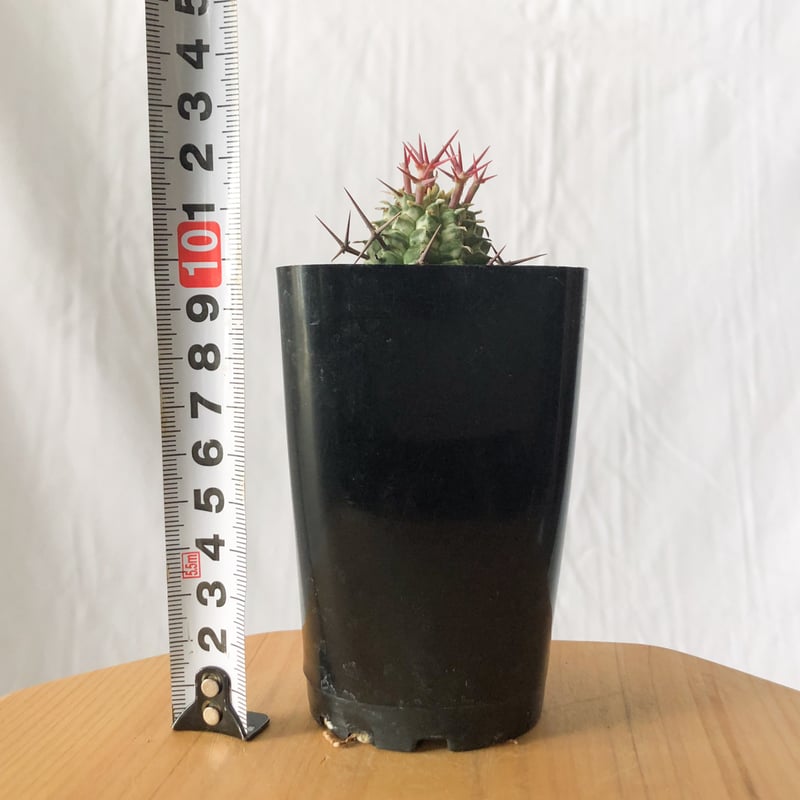 ユーフォルビア 群星冠錦 カキコ Euphorbia stellispina f. varie