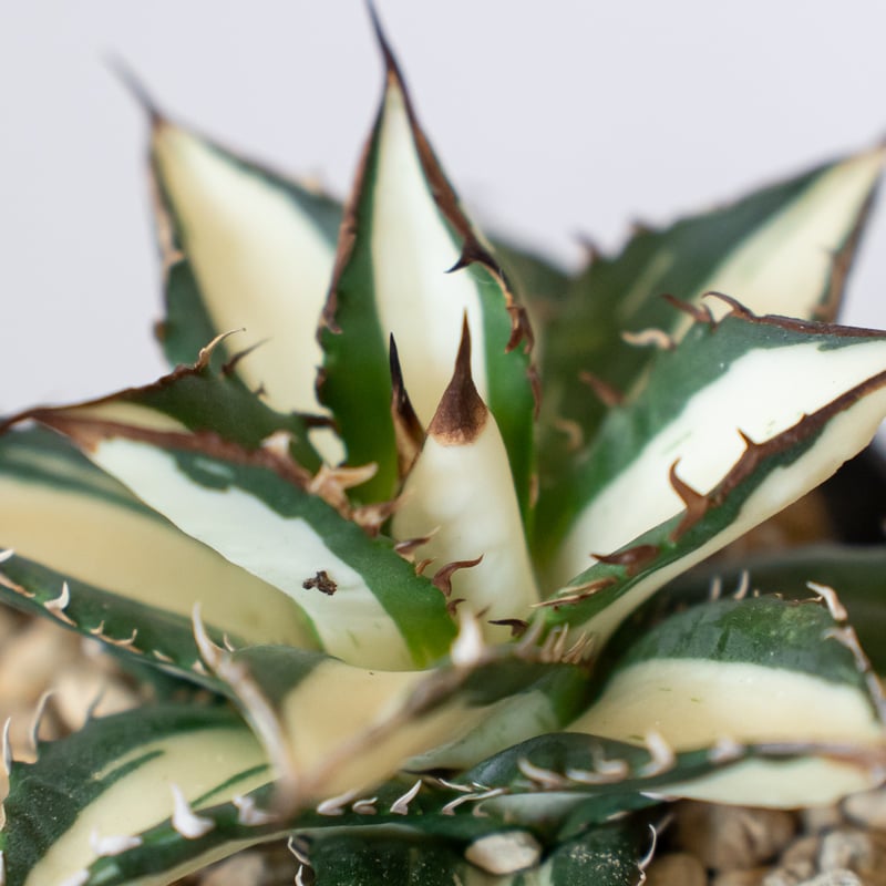 アガベ チタノタ 太陽神 白中斑 極上株 美株【発根管理中】TC株 Agave