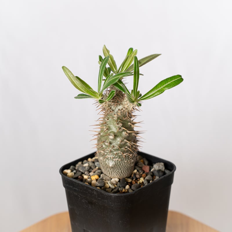 パキポディウム グラキリス 実生 pachypodhium Gracilius 塊根植物 コー