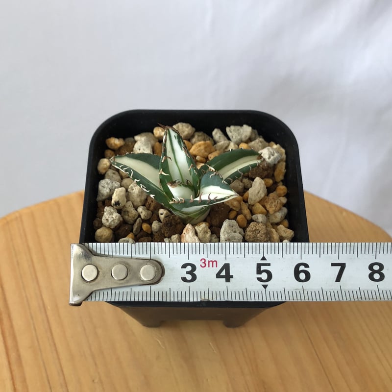 アガベ チタノタ 太陽神 白中斑 TC株 Agave titanota Sun God 多肉植