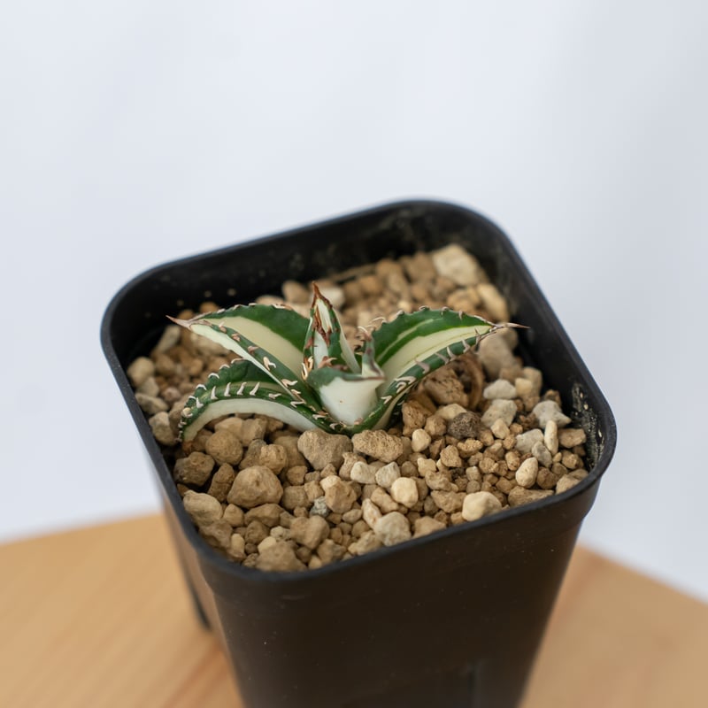 アガベ チタノタ 太陽神 白中斑【発根管理中】TC株 Agave titanota Sun