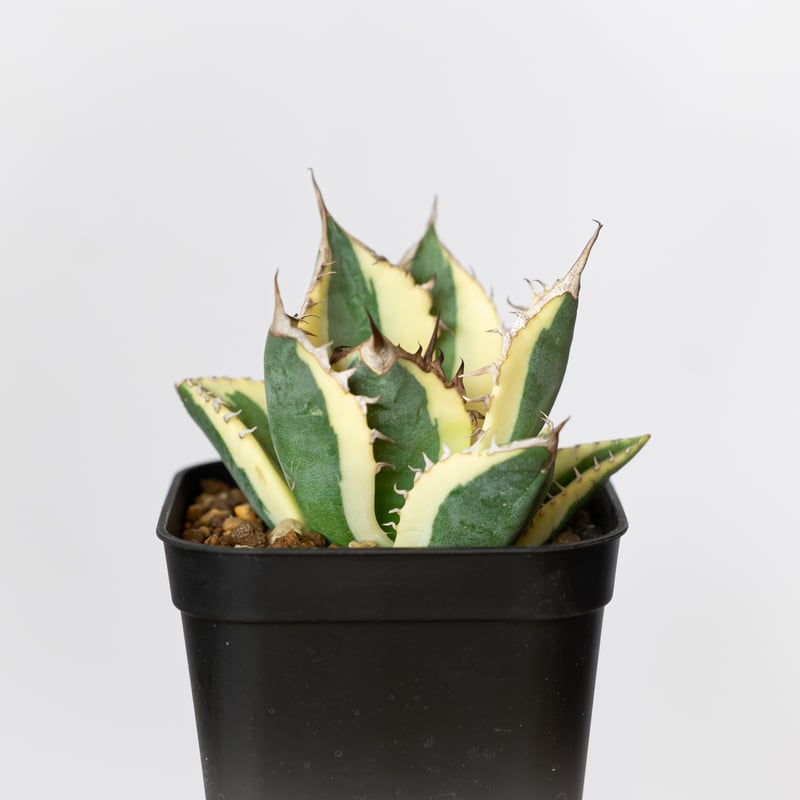 アガベ チタノタ スナグルトゥース OC株 美株 Agave titanota Snaggle