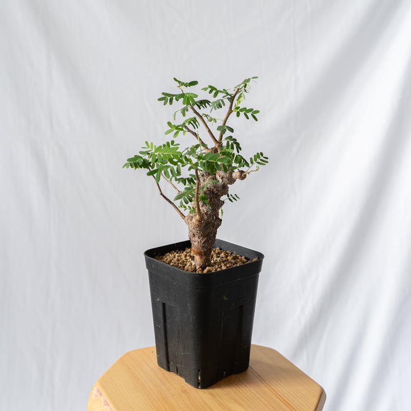 センナ メリディオナリス Senna Meridionalis コーデックス 塊根植物