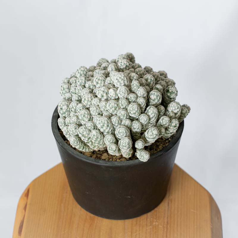 マミラリア 姫春星 群生株 実生 Mammillaria humboldtii var.cae