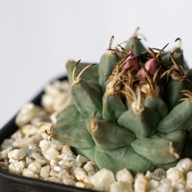 ツルビニカルプス アロンソイ 実生 Turbinicarpus alonsoi サボテン