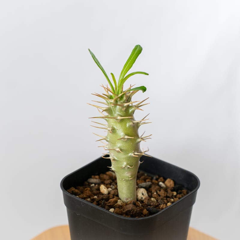 パキポディウム アンボンゲンセ 実生 Pachypodium ambongense. 塊根植物