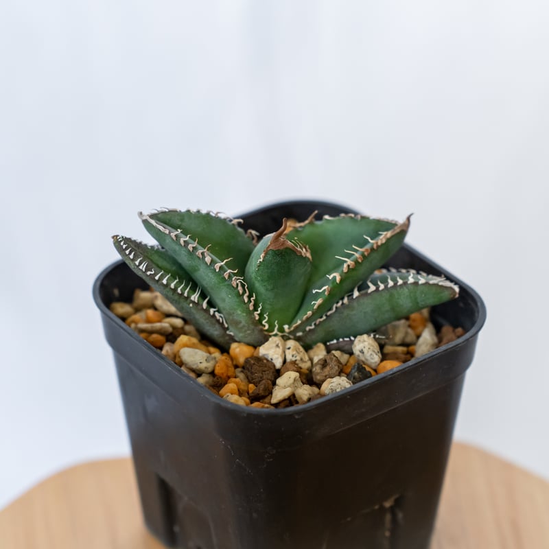 アガベ チタノタ 悪魔くん【発根管理中】TC株 Agave titanota 多肉植物