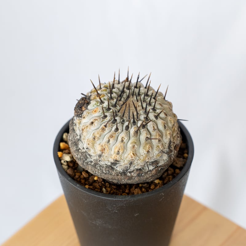 現地株】コピアポア 黒王丸 発根管理中 Copiapoa cinerea サボテン