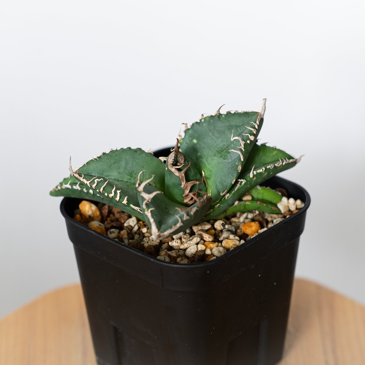 アガベ チタノタ 悪魔くん TC株 Agave titanota Bakemono 多肉植物