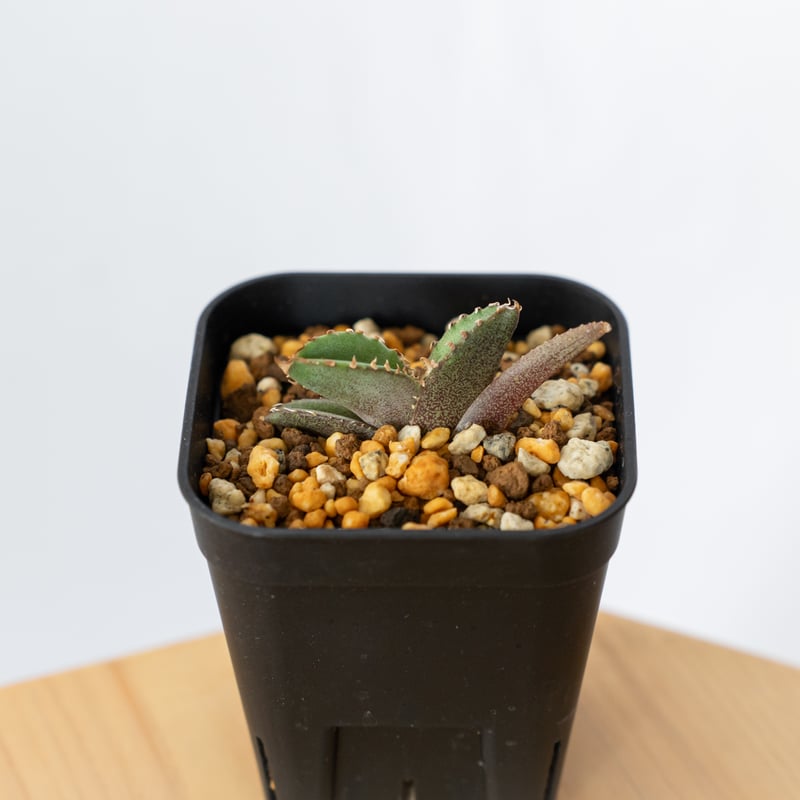 アガベ チタノタ 鰐亀 ワニガメ【発根管理中】TC株 Agave titanota