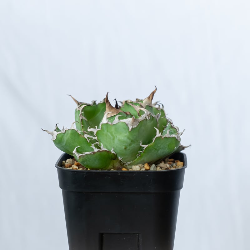 アガベ チタノタ 白鯨 龍球荟【発根管理中】Agave titanota White Whal