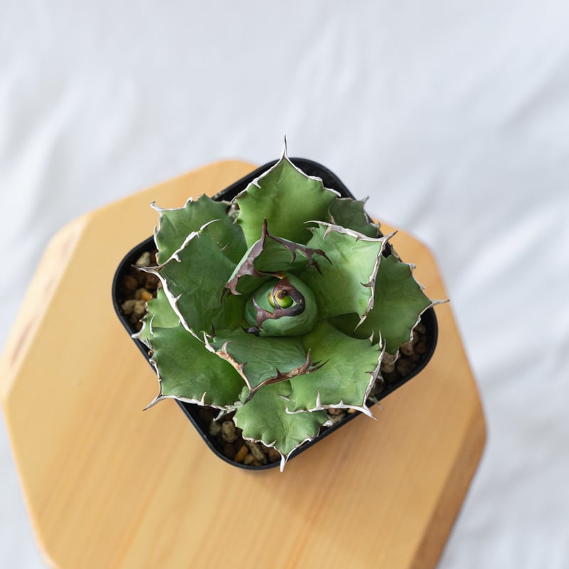 アガベ チタノタ 姫厳竜 Agave titanota 美株 多肉植物 珍奇植物 静岡
