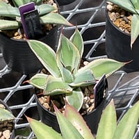 AGAVE PARRYI LUCKY STRIPE | カトーエンゲー東京