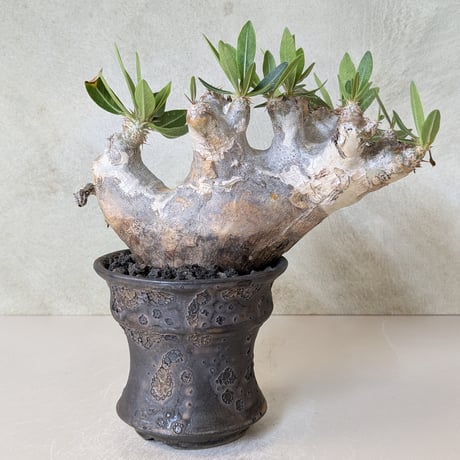 ブレビカリックス | STORES