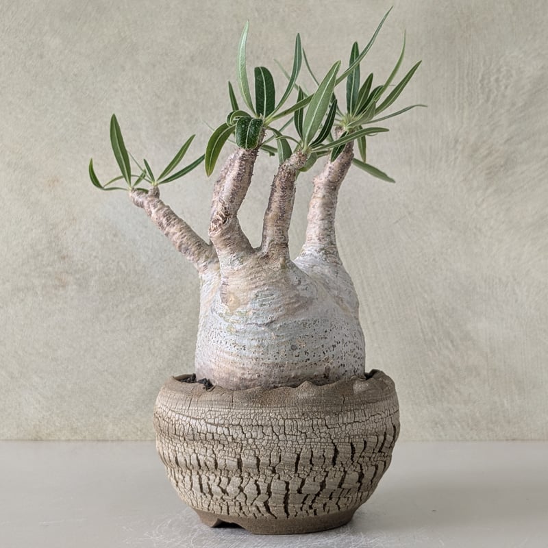 パキポディウム・グラキリス 【現地球】×【炸裂紋鉢 大地の鼓動】 陶芸