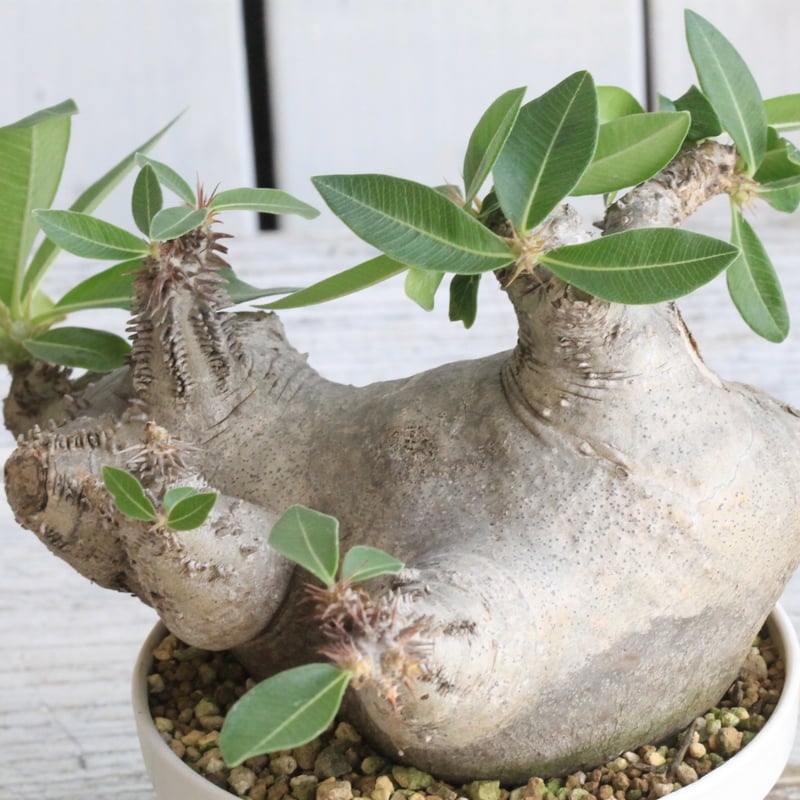 パキポディウム マカイエンセ 現地球 | botanical.shop