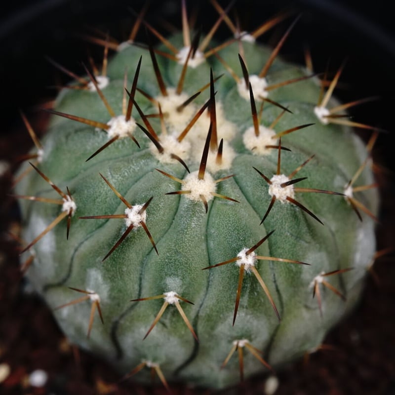 コピアポア シネレア コルムナアルバ 孤竜丸 Copiapoa cinerea var. co