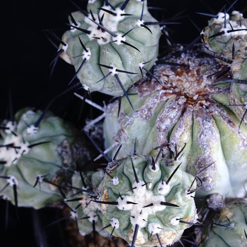 コピアポア 黒王丸 群生球 Copiapoa cinerea multi-headed | C