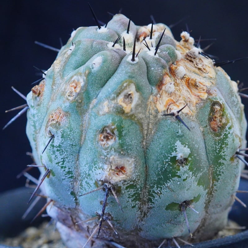 コピアポア シネレア 短刺黒王丸 Copiapoa cinerea var.unguspinu