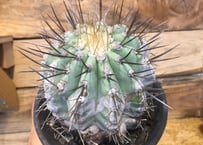 ユーフォルビア ムランジーナ 現地球 | NATPARK-STORE