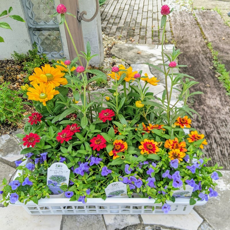 Plants Gift （花苗セット） | 立花ガーデン フラワーショップ 公式通販