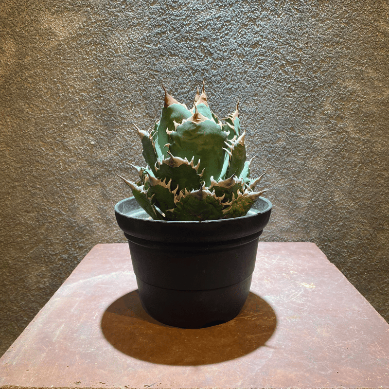 OSP育成株】アガベ・オアハカ オテロイ | GABA