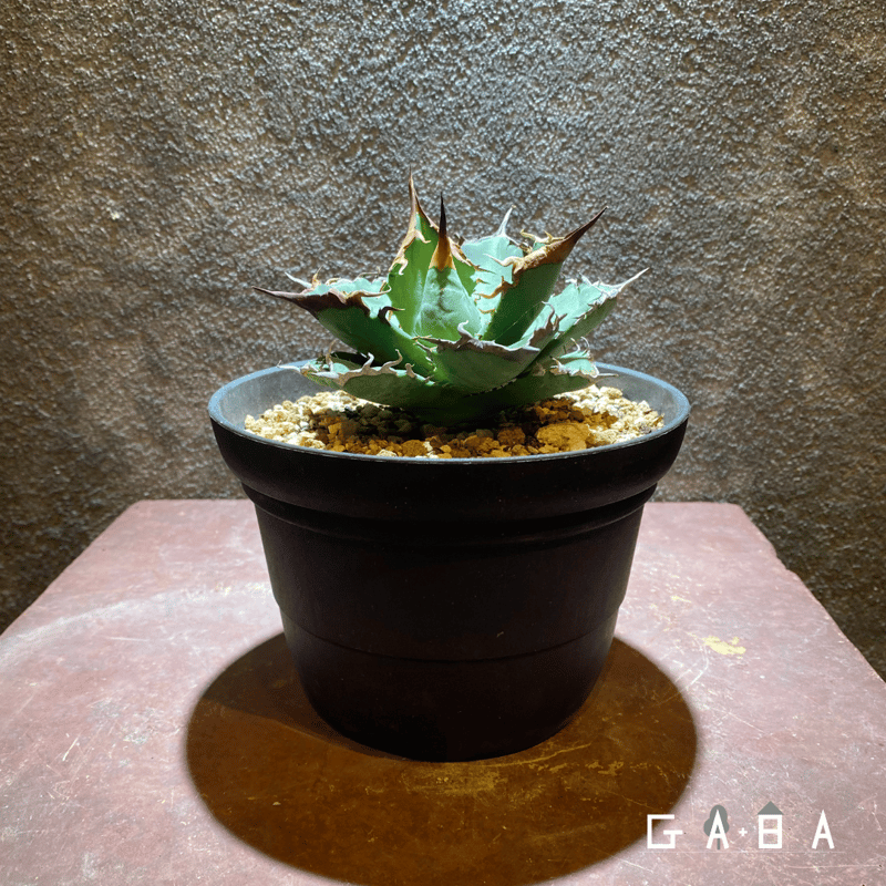 OSP育成株】アガベ・チタノタ ヨーロッパFO76 | GABA