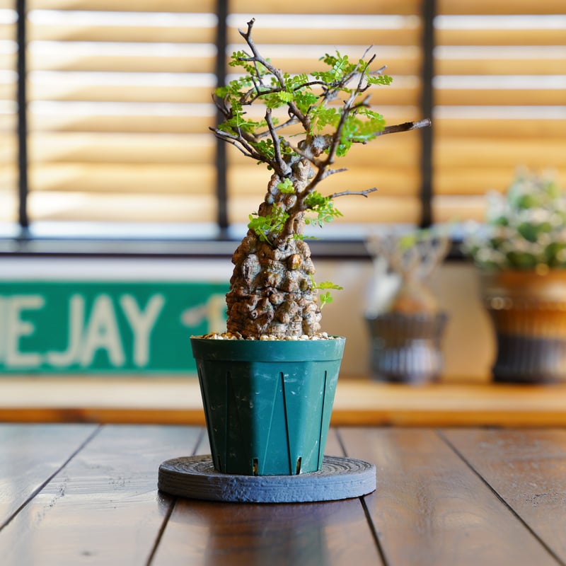 オペルクリカリア パキプス-OP45 | Supervoid Caudex