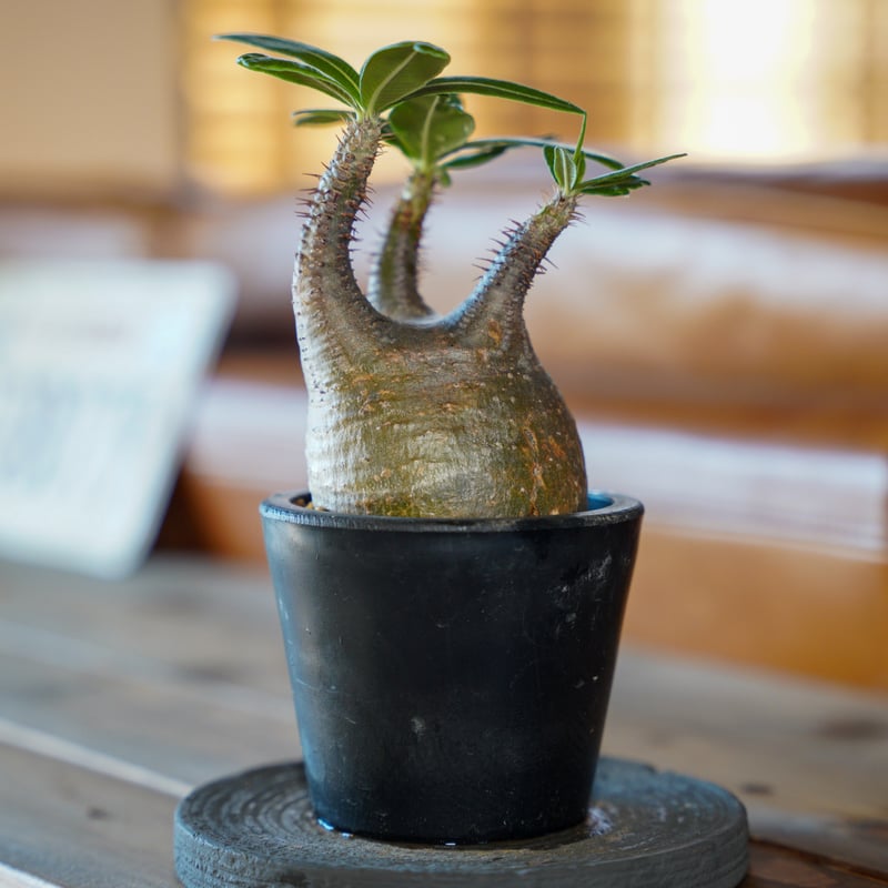 パキポディウム グラキリス-PG269 | Supervoid Caudex