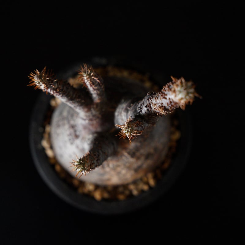 パキポディウム グラキリス-PG290 | Supervoid Caudex