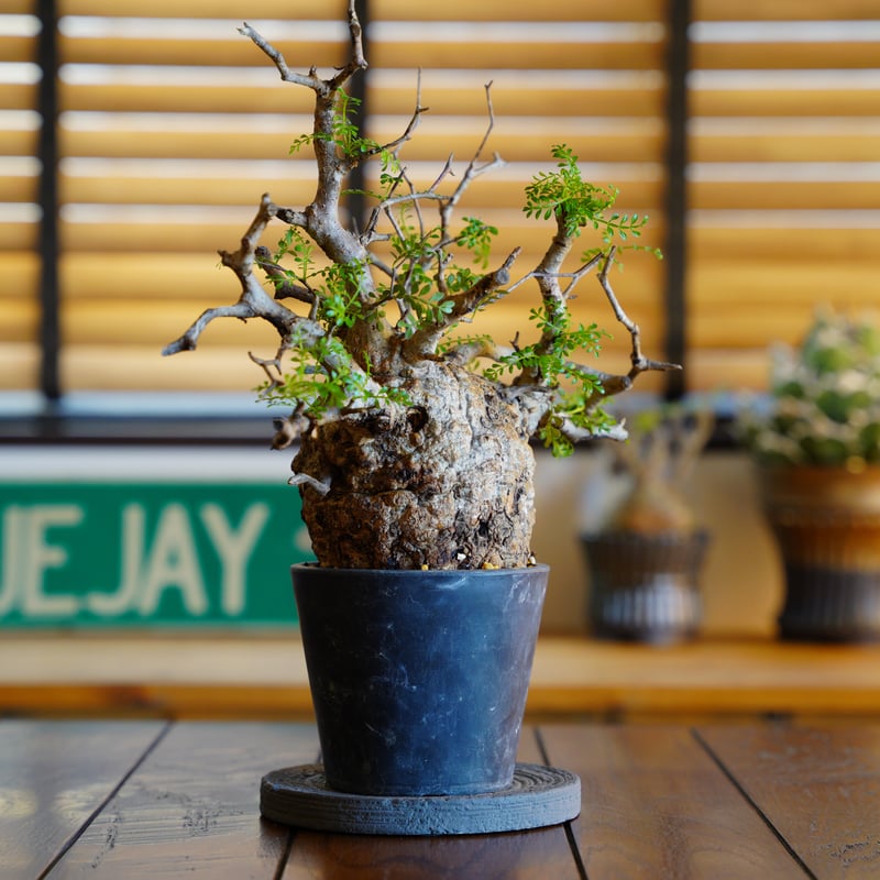 オペルクリカリア パキプス-OP52 | Supervoid Caudex