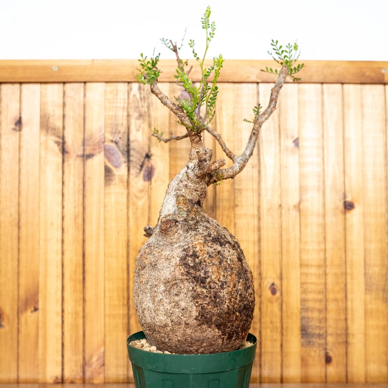 オペルクリカリア パキプス-OP13 | Supervoid Caudex