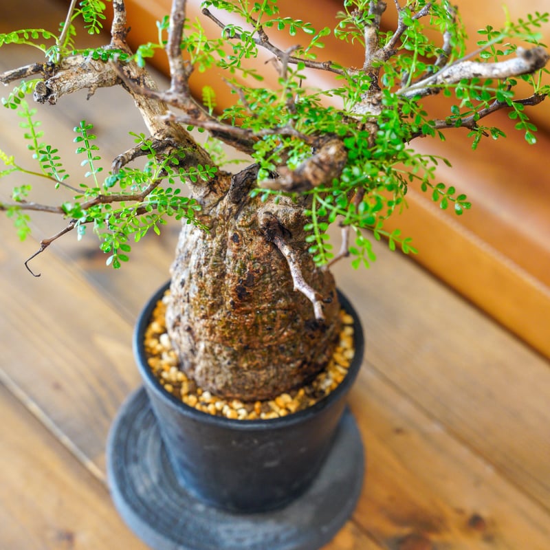 オペルクリカリア パキプス-OP35 | Supervoid Caudex