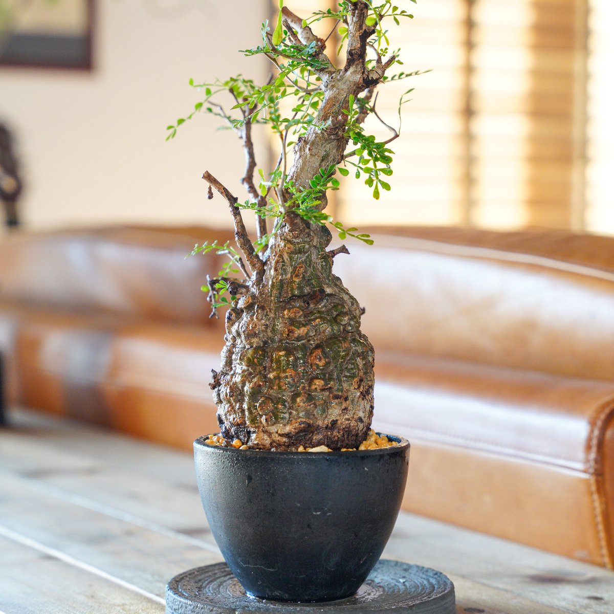 オペルクリカリア パキプス-OP26 | Supervoid Caudex