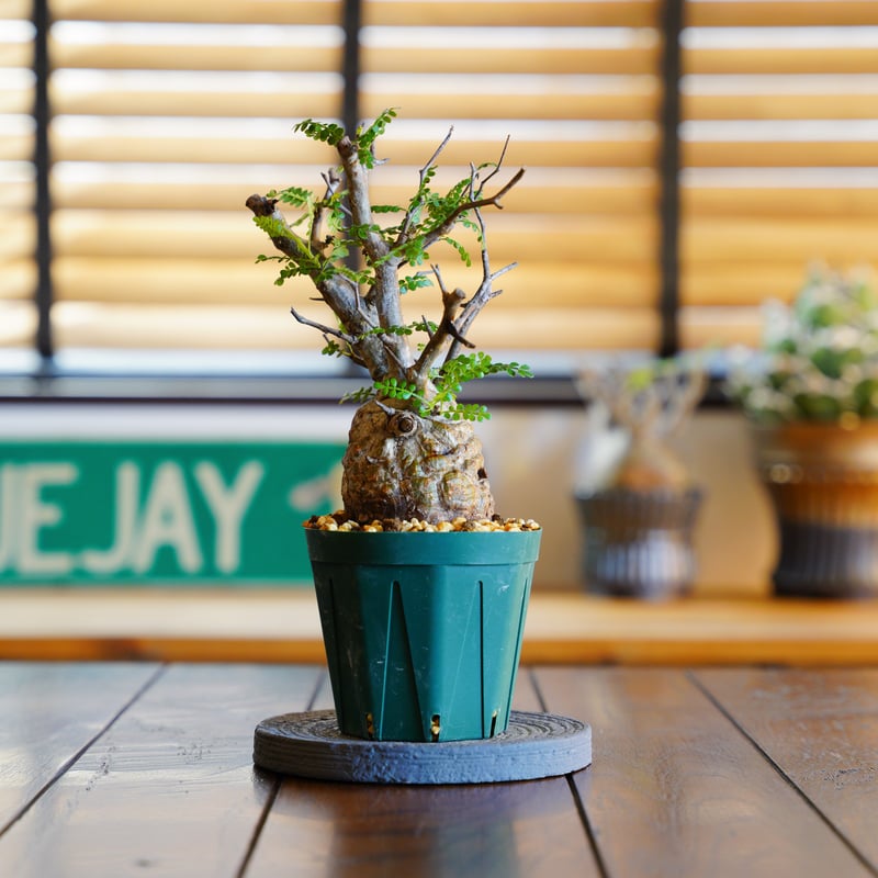 オペルクリカリア パキプス-OP43 | Supervoid Caudex