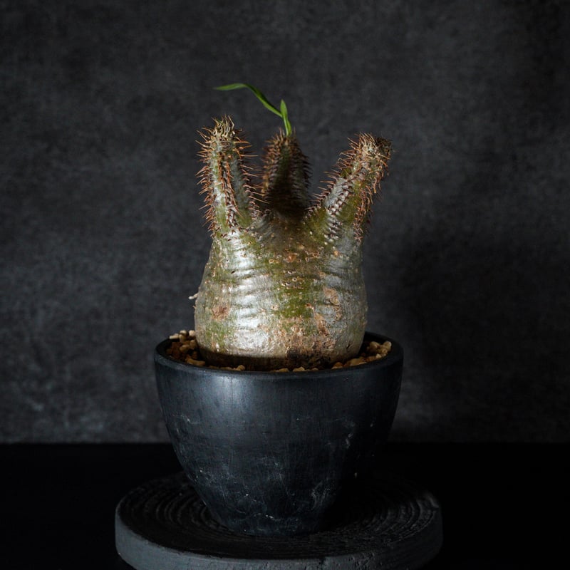 パキポディウム グラキリス-PG351 | Supervoid Caudex