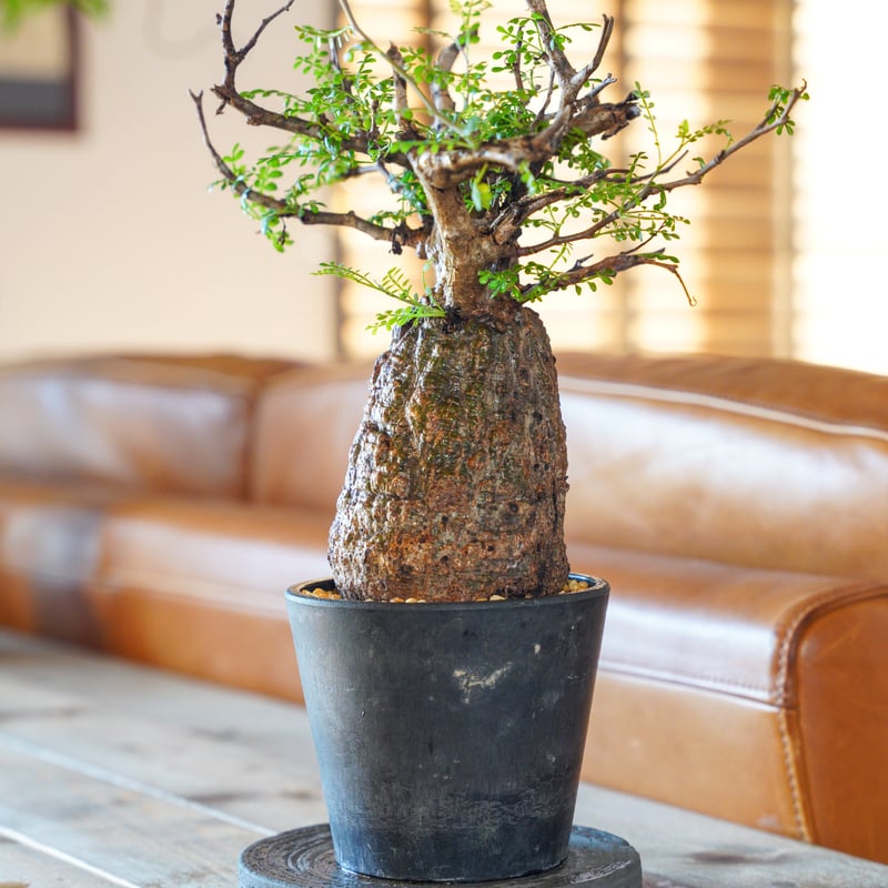 オペルクリカリア パキプス-OP35 | Supervoid Caudex